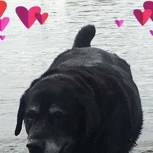 Meet your Posher, Lilly